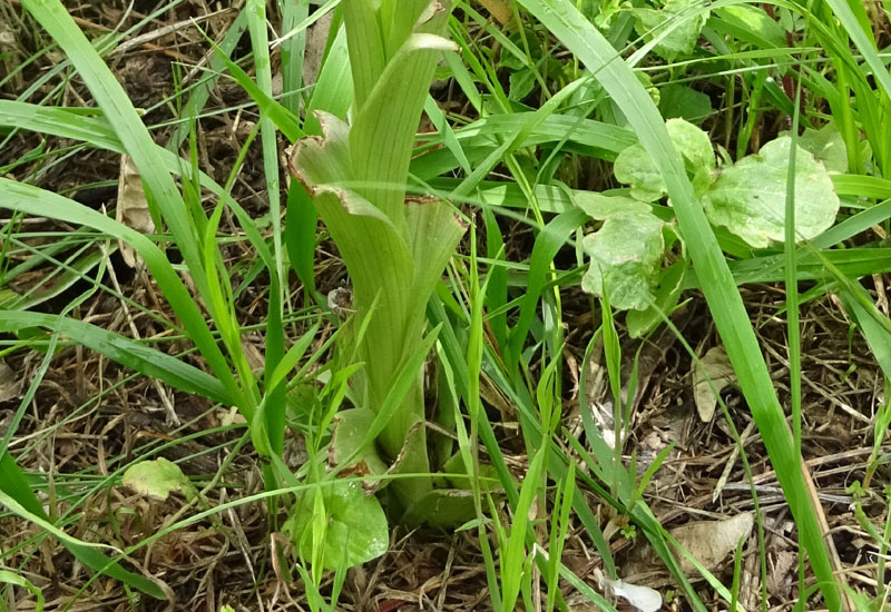 Himantoglossum adriaticum o hircinum